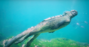 Marine Iguana photo - one of the first creatures to inspire Darwin's big theory.
